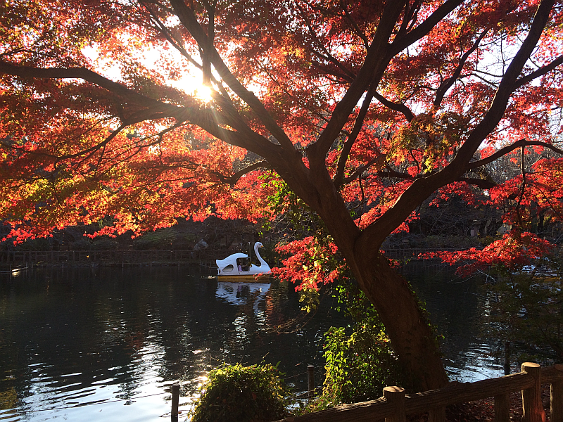 井の頭公園で秋の紅葉散策を楽しんできました