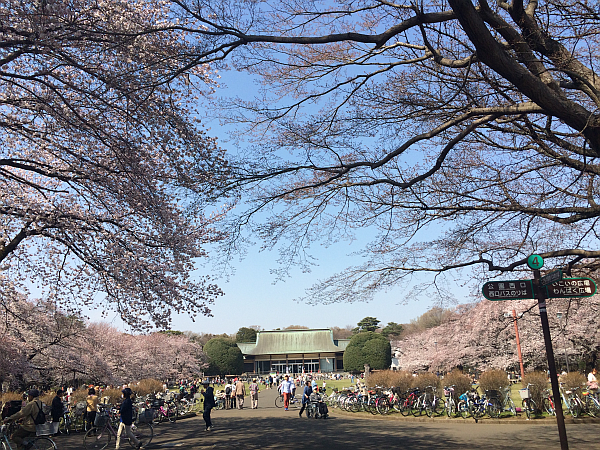 都立小金井公園の桜も満開。平日の昼間なのに花見客がいっぱい！