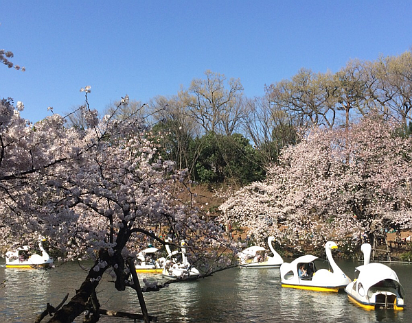 井の頭公園の桜も満開。スワンボートの渋滞をはじめて見ました！