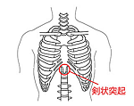 剣 状 突起 と は